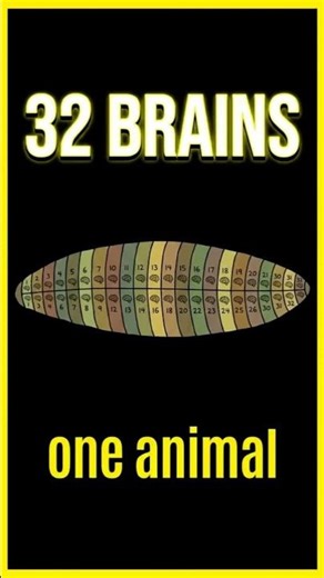 Leeches Have 32 Brains. And Can't Be Shut Down | Leeches