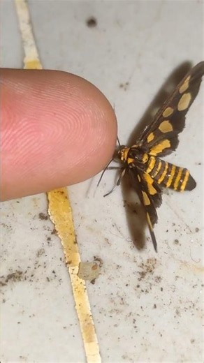 What a beautiful and different color combination butterfly is this 😍😱