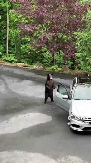Funny Bear Videos: Hilarious Bear Encounter Compilation 🐻