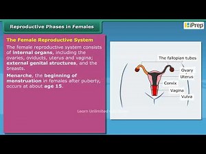 Reproductive Phase of Life in Humans - Females | Chapter 7 | Science | Class 8 | iPrep
