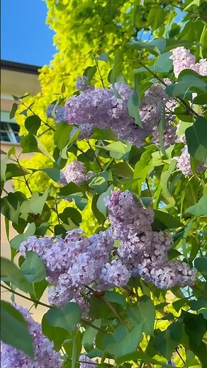 Lilac is an easy-to-grow deciduous shrub in the olive family