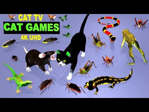 Cat Games | Lizard for Cats to Watch | Ultimate CAT TV with Birds, Mice & More | 4K 60fps