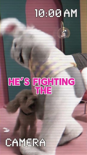 CREEPY EASTER BUNNY ATTACKED MY DOG!