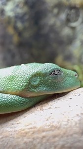 The common name Black eyed Tree frog is rather fitting for these frogs , but under the right lighting you can see their pupils! | LLLReptile & Supply