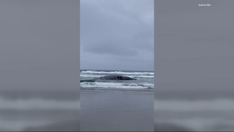 Dead female gray whale discovered near Waldport, Oregon