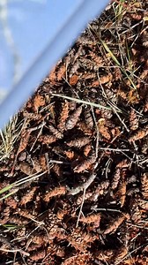 3.5K views · 11 reactions | Nature's camouflage meets OtterBox protection!  Our Defender Series XT Pro for MagSafe Realtree APX cases are blending in with the Colorado wilderness.​ How do you put your OtterBox to the test in the great outdoors? #OtterBox #MadeForYes #PhoneCase #coloradooutdoors #huntingseason | OtterBox | Facebook