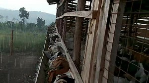 1.6K views · 26 reactions | Construction of Goat pens should consider...