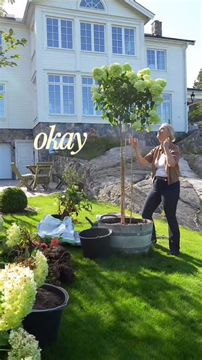 Sara 🍂Home & Garden on Instagram: "Vilken hortensia är din favorit? 🤍 Jag älskar dem alla och kan verkligen inte välja… Några av hortensiasorterna i vår trädgård är: Limelight på stam – elegant och självklar. Annabelle – för hennes enorma, fluffiga blommor. Bobo – rik blomning och magisk röd höstfärg. Runaway Bride – romantisk och full av blommor i juni och juli. I trädgården har vi även blå och rosa Endless Summer och vipphortensiorna Limelight och Skyfall. Vilken är din favorithortensia? 🌸