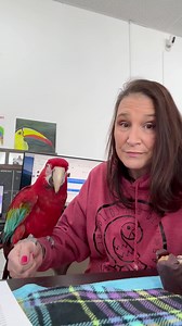 Ruby is alive and well…and loved! For all you guys thinking Ruby is the red headed step child forgotten by the love I have for Gus and Coby…she’s fine! LOL She is just SUPER hormonal right now and we are mostly hands off until that passes. I just don’t have the appropriate plumbing to fertilize those eggs! | Birds and Beaks Rescue and Rehab