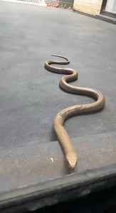 856K views · 1.8K reactions |  Blakeview woman Laura was shocked to see a snake, extremely active, staring her in the face through her sliding door. A quick call to the snake catcher, and the brown snake was caught and gone. | The Advertiser | Facebook