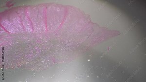 Dense connective tissue with tendon in longitudinal section filmed with 40 times magnification and cross light. Macro view of human inner body part for detailed anatomy investigation in scientific lab