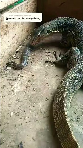 snake vs crocodile | 🐊 vs 🐍 😈🔥