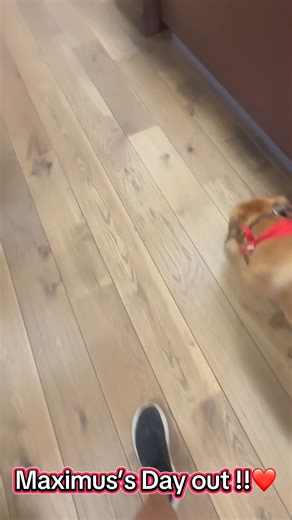 Maximus had such a fun day out! He started at the beach, running through the sand and enjoying the waves, then took on the city with confidence. He even got to explore a few stores along the way, soaking up all the attention and new experiences. From the shoreline to the sidewalks, Maximus showed he’s always ready for adventure. 🐾☀️🌊 Please share! Let’s get Max the loving home he deserves 🙏 | Santa Paula Animal Rescue Center