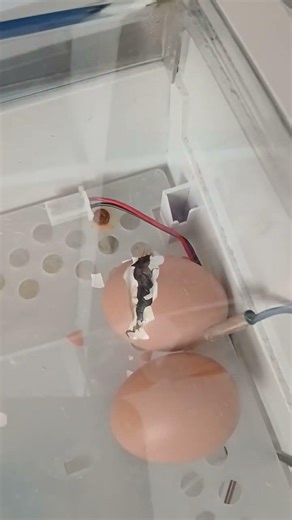 #egg #hatch #hatching #birthing #egging #incubator #chicken #eggbaby #eggs #poultry