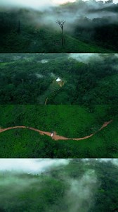 51K views · 1.1K reactions | Rain Forest in Cameroon The...