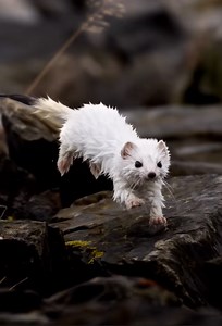 Attack every day fearlessly like an ermine on the hunt — inspiring wildlife moment