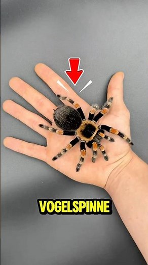 Was ist die größte Spinne der Welt? 🤔👀