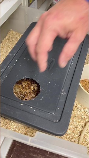 350K views · 7.6K reactions | Can’t wait to hatch some more scaleless snakes 朗 #animals #reptile #snake #wildlife #nature #reels | Brian Barczyk | Facebook