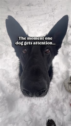 Jess Miller | Evidence-based. Humor-laced. | Tell me you have two dogs without telling me you have two dogs. Who else lives under strict equal-attention policies? #justforfun... | Instagram