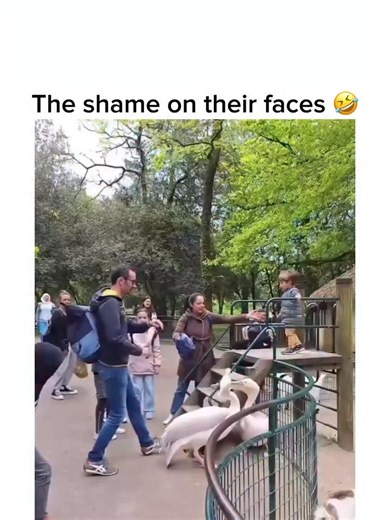 Pelicans are remarkable coastal birds, easily recognized by their long beaks and large throat pouches used for catching fish. These highly social creatures often display curiosity towards humans, especially in environments where they have adapted to human presence. Such interactions, while entertaining, provide an opportunity to understand more about their behavior, body language, and cooperative nature. At Forevergreen, we share captivating wildlife moments like this to inspire a deeper appreci