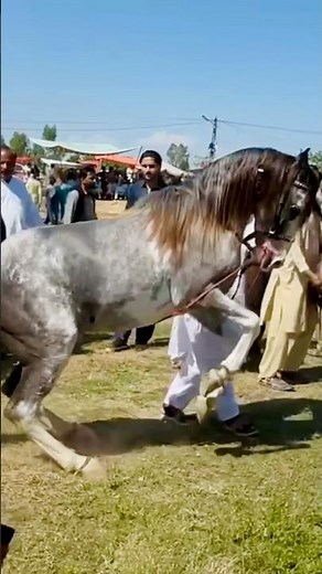 Beautiful Dancing Horse 🐎😍 | Amazing Ghora Dance Performance #horsedance #shorts