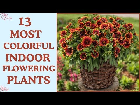 13 Most Colorful Indoor Flowering Plants | Vibrant Flowers For Indoors