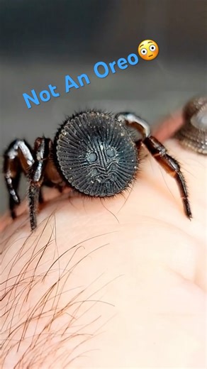 49K views · 901 reactions | This Oreo Has Legs  #spiders | Spider Facts | Facebook