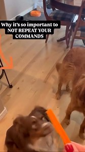 806K views · 240K reactions | Don’t repeat your commands! Allow your dog time to process, and you can literally watch them think in real time! Don’t forget, If they are confused, guide them. There is a big difference between disobedience, confusion, and not knowing. | Say It Once Dog Training | Facebook