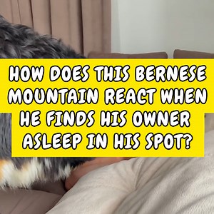 4.3M views · 20K reactions | This Bernese Mountain dog's reaction to finding his owner asleep in his spot is absolutely hilarious! 藍‍了 | Happiest | Facebook