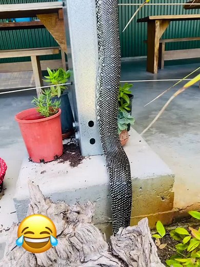 Dog's Hilarious Reaction to Python Climbing Post