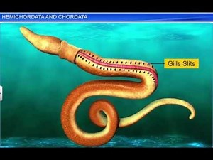 CBSE Class 11 Biology || Hemichordata and Chordata || By Shiksha House