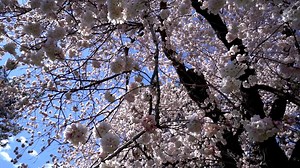 23K views · 258 reactions | New York Botanical Garden on Reels | Facebook