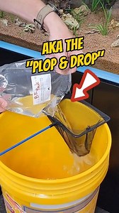 234K views · 4.1K reactions | Lets add some new fish to our aquarium! We got 6 Millenium Rainbowfish for the big planted tank and i cant wait for them to color up! This is the method for adding fish that I use the most, especially with fish that have been traveling  #fish #nature #aquarium #petcare | Aquapros | Facebook