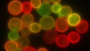 Evolution, Easy as Can Be | KQED