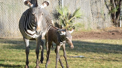 Little zebra born on Christmas Day dies after accident in southern Arizona