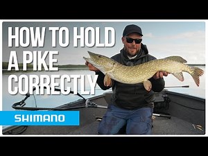 How to Handle/Hold a Pike Correctly | Pike fishing tips