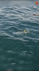 51K views · 676 reactions | Catching Rainbow Runner Fish in the Sea #fishing #fishingvideos #fishingtime | Neerulagam | Facebook