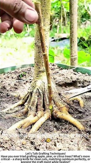 Grafting a Fruit Tree Branch – Step-by-Step in the Orchard 🌳✂️