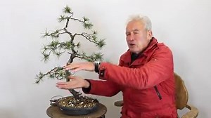 99K views · 5.3K reactions | Learn from world renowned Bonsai...