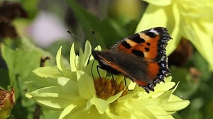 Kleiner Tortoiseshölle-Schmetterling auf einem Dahlia in: Stockvideos & Filmmaterial (100 % lizenzfrei) 3409775719 | Shutterstock