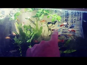 PetSmart Fish Haul / Petco Dollar Per Gallon Sale