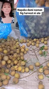 Harvesting longan goes to the matket to sell | Mijoreen Velandria