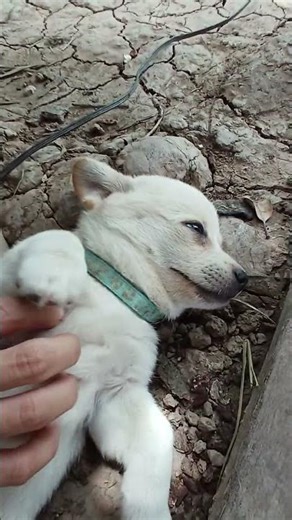 soooo cute #shortvideo #comedy #pets