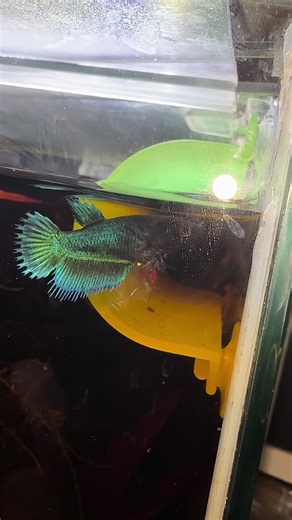 lil Siren update!! her stress stripes are gone! she has the cutest personality #bettatok #fishtok #betta #bettasoftiktok