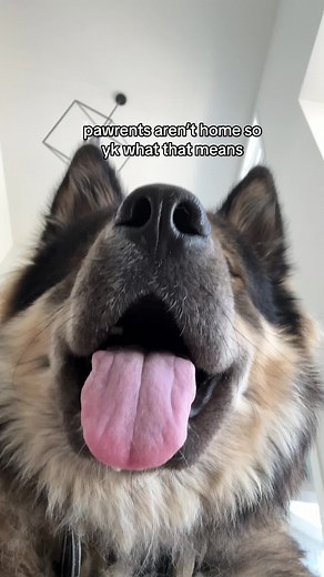 apollo & bandit on TikTok