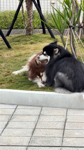 三寶盃角力賽本場兄弟賽冠軍肯定是弟弟財寶，葛格被壓制臉都壓扁成了肉餅了！ 妹妹是上屆冠軍，在後面輕輕飄過，貌似不屑一顧⋯ #妹妹才是王者 #阿拉斯加雪橇犬 #alaskanmalamute | Kimbo