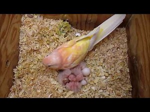 Baby Bourke Parakeets Newly Hatched, and Hatching
