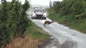Ogier nearly hits Bambi! Day 1 highlights: https://www.youtube.com/watch?v=S_aN347eLnU | Rallysupport