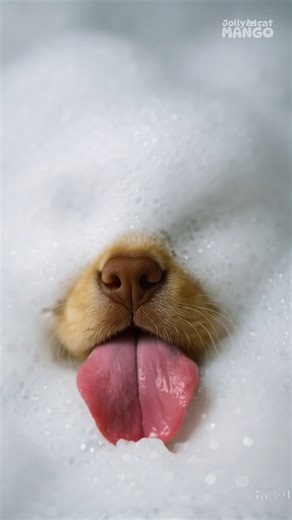 Golden retriever and Maltipoo bath🤭 #funnyvideo #petvideos #goldenretriever #puppy #funny #maltipoo