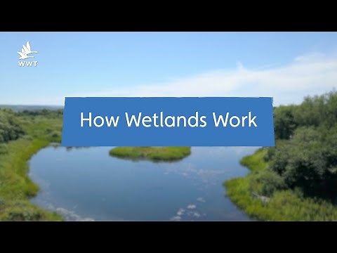 Why Wetlands are Nature's Super-Systems | WWT